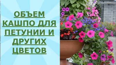 🌺ПЕТУНИЯ. 💐 КРАСИВЫЕ ВАЗОНЫ И КАШПО С ПЕТУНИЕЙ. - YouTube