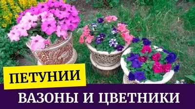 🌸Как смотрятся разные петунии в горшках и открытом грунте. 🌸 - YouTube