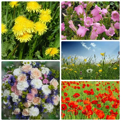 Букет полевые цветы Botanique 10739088 купить в интернет-магазине  Wildberries