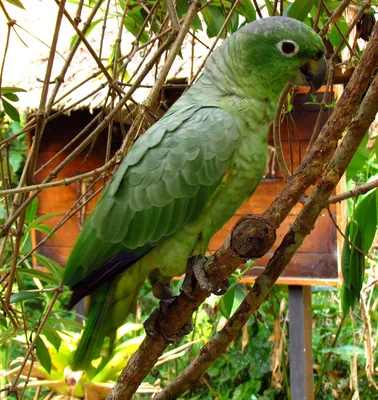 Как лечить самоощипывание у попугая амазона