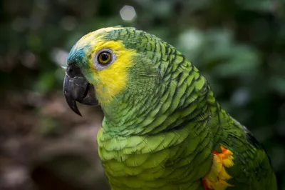 Внутренний зеленый Amazon попугая на поле выглядит красиво портретом  портрета скаровые представления со стороны Amazon Стоковое Изображение -  изображение насчитывающей oñ‚ðµñ‡ðµñ ñ‚ð²ðµð½ð½o, ð²ð¸ð: 197141759
