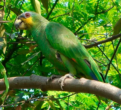 Попугай амазон фотографии - Ассоциация любителей птиц
