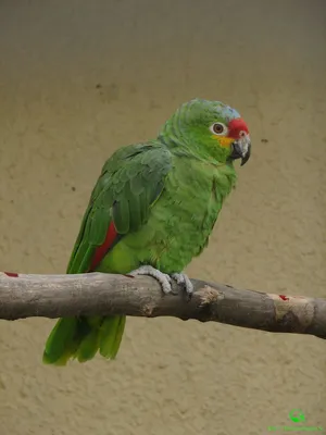 Перья попугая амазон – купить онлайн на Ярмарке Мастеров – SMPD8RU | Перья,  Хохольский