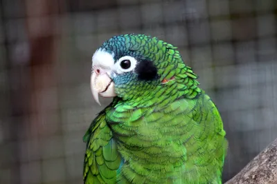 Ручные молоденькие птенцы попугая Амазона: 600 $ - Птицы Одесса на Olx