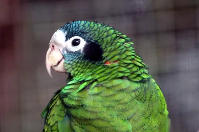 Картинка птицы. Клюв, попугай, Эквадор, Краснолобый Амазон, попугаи, red...  | Parrot, Amazon parrot, Romantic animals