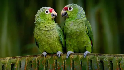 Перья попугая амазон – купить онлайн на Ярмарке Мастеров – SMPH6RU | Перья,  Хохольский
