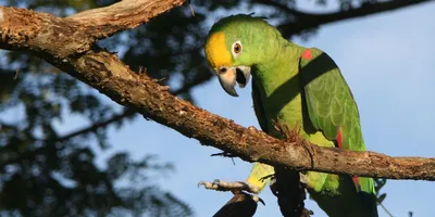 Попугаи амазоны в природе. Видео здоровых амазонов