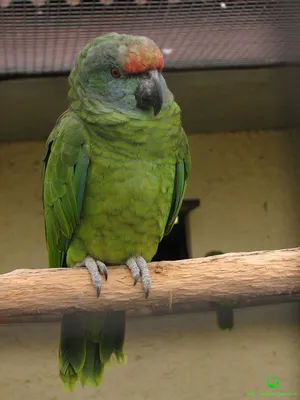 Винногрудый амазон - Амазонские попугаи | Некоммерческий  учебно-познавательный интернет-портал Зоогалактика