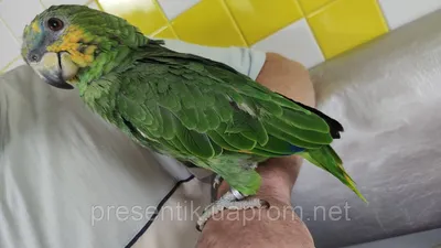 Амазоны, попугай Амазон Венесуэльский, ручные птенчики, цена 12880 грн —  Prom.ua (ID#1092177921)