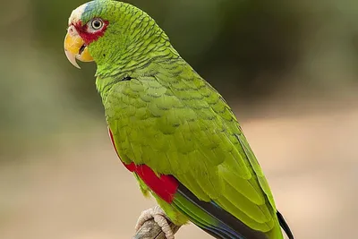 Попугаи Амазоны | Животный и растительный мир | Дзен