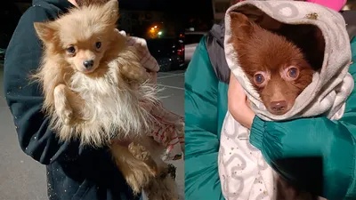 Двух породистых щенков нашли ночью в одном из дворов Москвы - Питомцы  Mail.ru