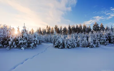 Фотография Зима Природа Небо Снег Времена года