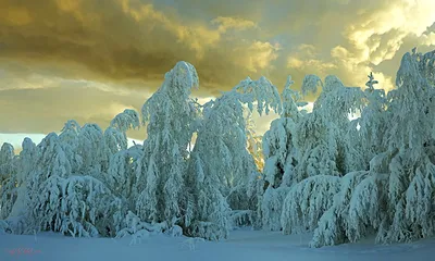Обои Природа Зима, обои для рабочего стола, фотографии природа, зима,  сугробы, снег, хвойный, лес Обои для рабочего стола, скачать обои картинки  заставки на рабочий стол.