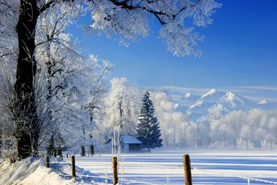 Зимний лес красивая картинка обои для рабочего стола