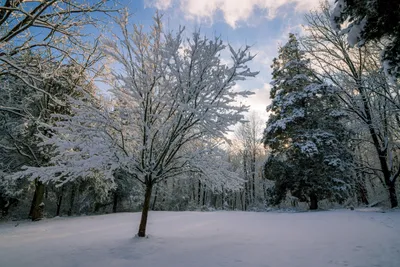 Обои Зима, картинки - Обои для рабочего стола Зима фото из альбома: (природа )