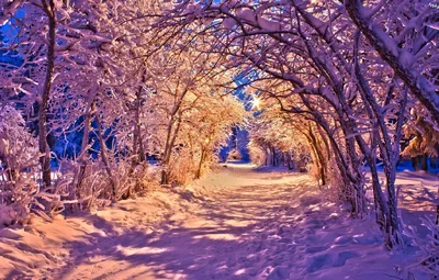 Фото зима следы снег - бесплатные картинки на Fonwall