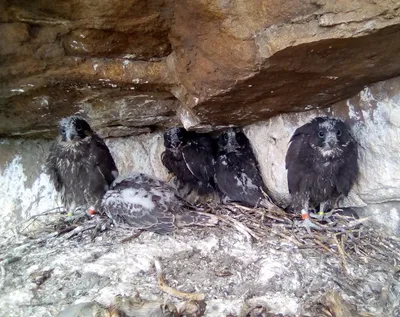 Птенцы из питомников высажены в гнезда диких балобанов в Южной Сибири