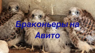 Разорение гнёзд хищных птиц браконьерами и продажа птенцов на Авито -  YouTube
