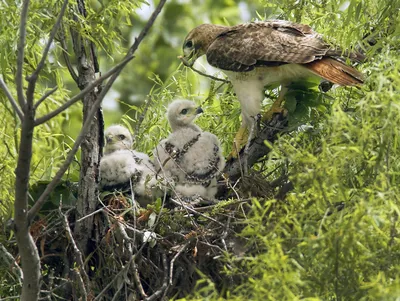 Птенцы хищных птиц - 30 фото: смотреть онлайн