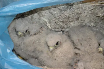 На «Седьмой километр» подбросили коробку с птенцами хищной птицы (фото,  видео) | Новости Одессы