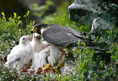 В лесах Сибири погибло 80% потомства хищных птиц | НДН.Инфо