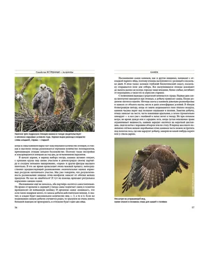 Беркуты - коренные жители тверских болот: об их повадках, гнездовьях и  взаимоотношениях с воронами