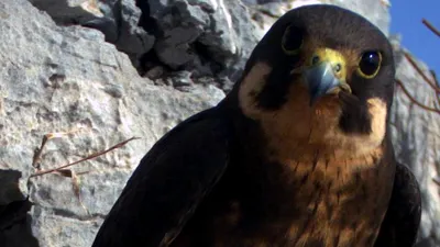 Эта птица крадет и убивает птенцов своих соседей - BBC News Русская служба