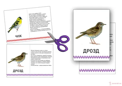 13 птиц, которые обитают только в России - Узнай Россию