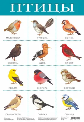 Птиц и их названия фото