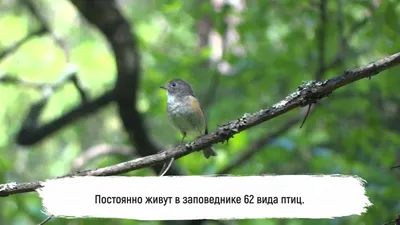Удод — одна из самых ярких птиц России - Я - Краевед