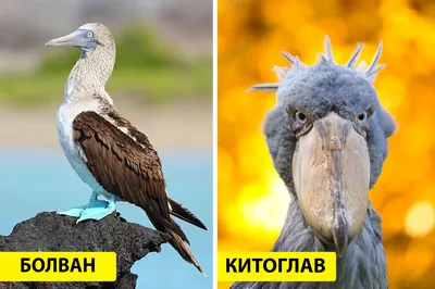 Как выглядят 19 птиц с самыми странными в мире названиями