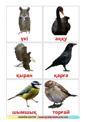 18 Бесплатных Карточек Дикие птицы на Казахском | PDF