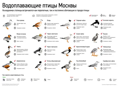 Осоед, коршун, канюк: хищные птицы Москвы