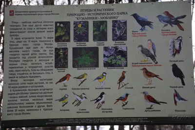 Птицы Лианозовского парка и питомника Москвы