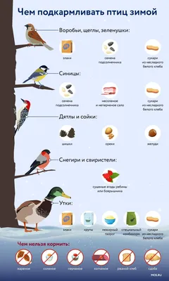 Птицы Лианозовского парка и питомника Москвы