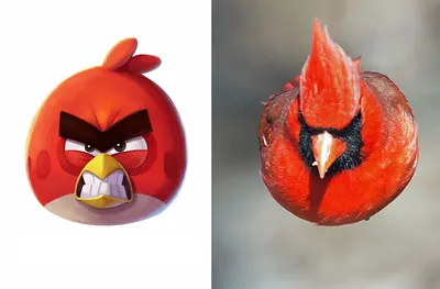 Красный кардинал: Та самая птичка из Angry Birds. И она реально оказалась  безумной! | Книга животных | Дзен