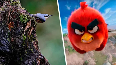 Существуют ли птицы из Angry Birds. Фотограф показал их на снимке