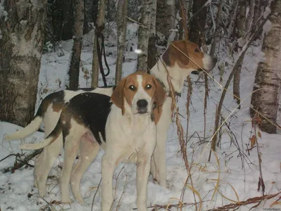 Русская пегая гончая 🐶 — описание, правила дрессировки и воспитание породы  РПГ, англо-русская гончая на Pet Guide🐾