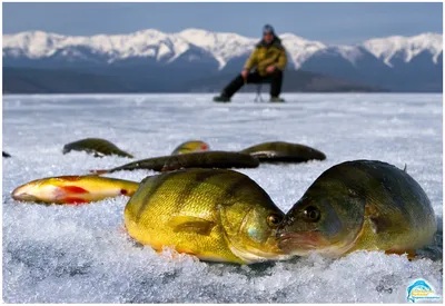 Зимняя рыбалка » Сообщество рыбаков Чернигова - Все о рыбалке