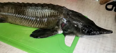 Рыба Стерлядь - «Рыба Стерлядь - царский вид и цена, а вот вкус довольно  неприметный!!!» | отзывы