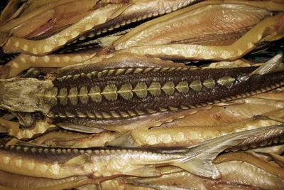 Стерлядь вяленая | Вобла - Интернет-магазин вяленой рыбы