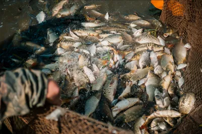 Рыба просит воды. Будут ли в Астрахани ловить стерлядь вместо воблы? |  ТУРИЗМ | АиФ Астрахань