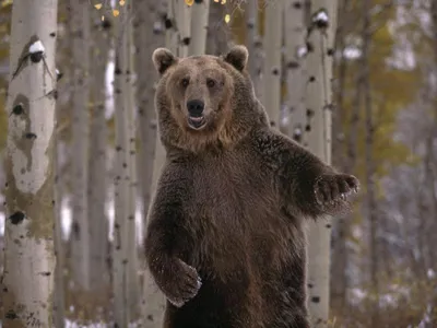 Сезон охоты на медведя в Нижегородской области закрыт с 1 декабря  ::Выксунский рабочий