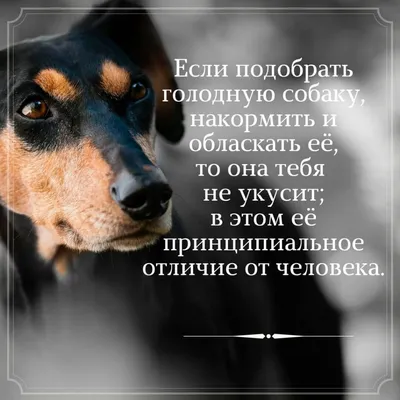 Картинки с красивыми короткими цитаты со смыслом » Портал современных  аватарок и картинок