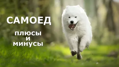https://www.pravda.ru/zoo/1401762-samoyed/