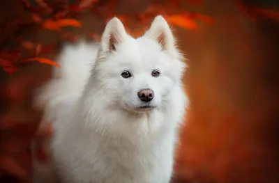 Портрет щенка самоедской лайки · бесплатное фото