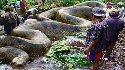 The biggest snakes ever caught on video! - YouTube