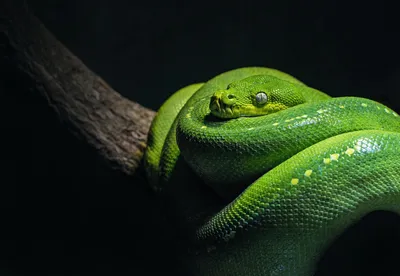 Самой большой змеи в мире 56 фото
