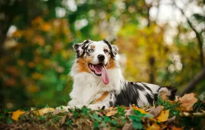 ТОП-7 САМЫХ КРАСИВЫХ ПОРОД СОБАК! 🐶🧡 | Чудеса Природы | Дзен