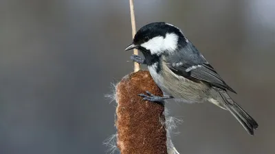 Голоса птиц Как поёт Московка Periparus ater - YouTube